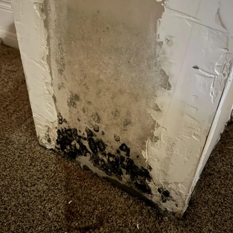 Professional Mold Removal in Pittston, PA